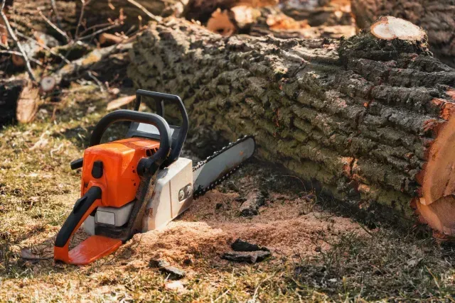 Tree Service El Monte Ca - A chainsaw rests on the ground beside a freshly cut log, surrounded by wood shavings and grass.