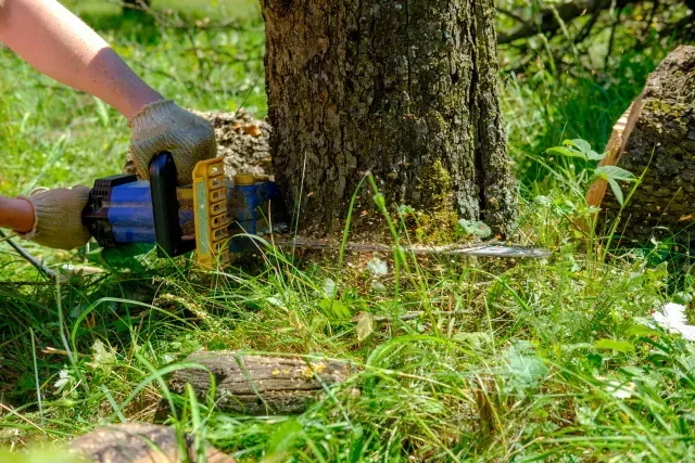 Tree Service El Monte CA - a professional is using a chainsaw to carefully cut a tree trunk close to the ground, demonstrating precision and safety.