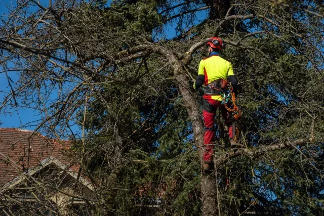 Tree Service El Monte CA -  In this image, a certified arborist is securely harnessed while standing on a tree branch, assessing limbs for trimming. 