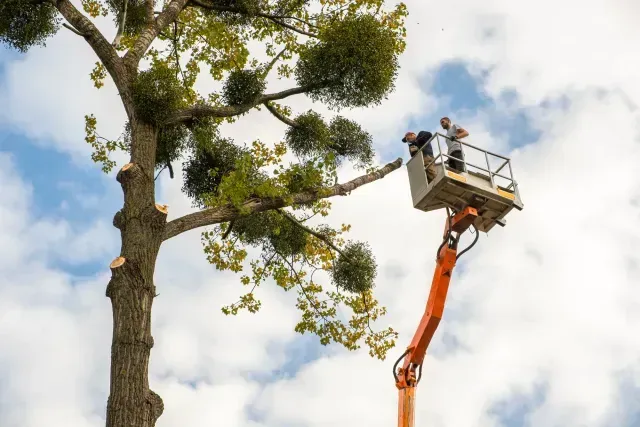 Tree Service El Monte Ca - Two workers on a lift trimming branches from a tall tree, with mistletoe visible and a cloudy sky in the background.