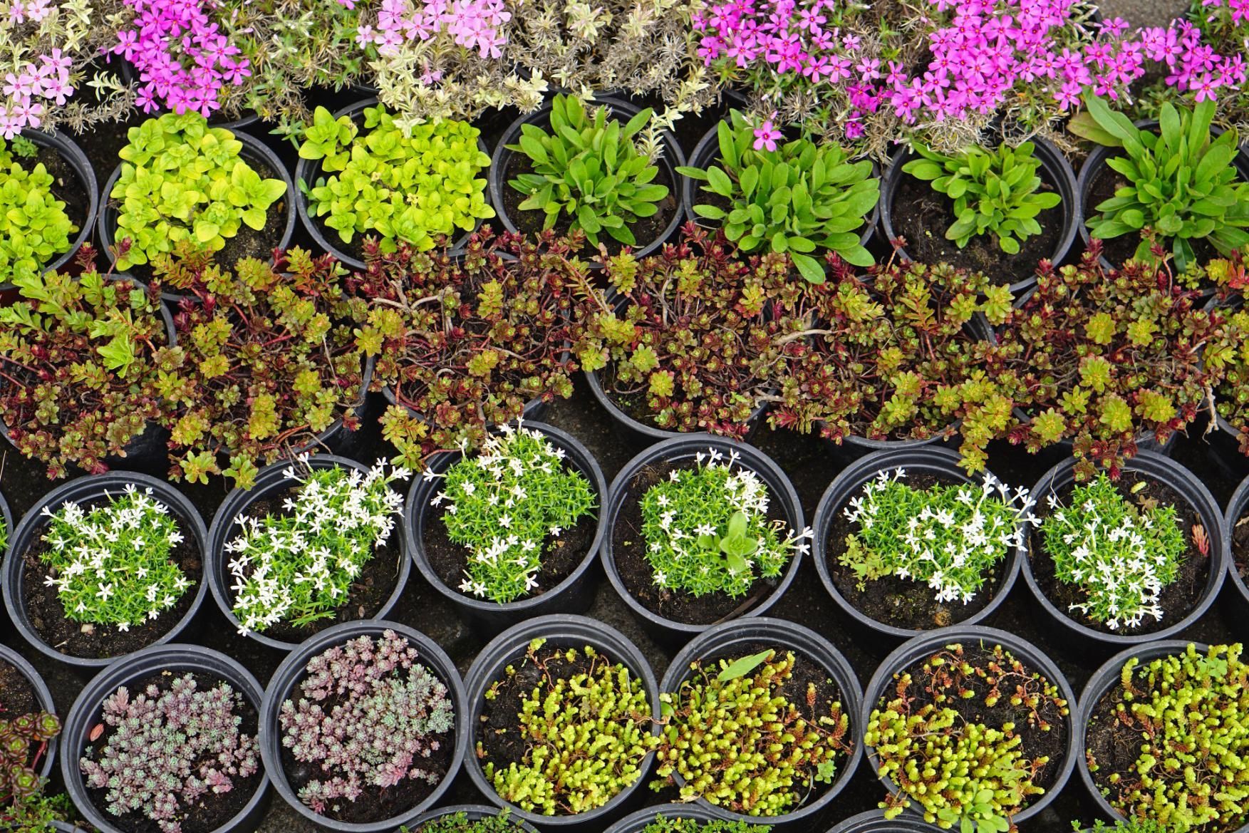 Rows of potted plants with various colors of foliage and flowers.