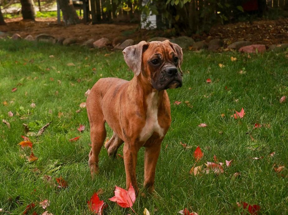 Brown boxer dog standing in a grassy yard with red and orange leaves.