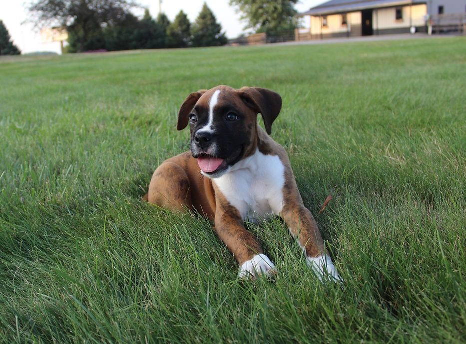 Boxer puppy with brown and white markings lying in green grass, tongue out.