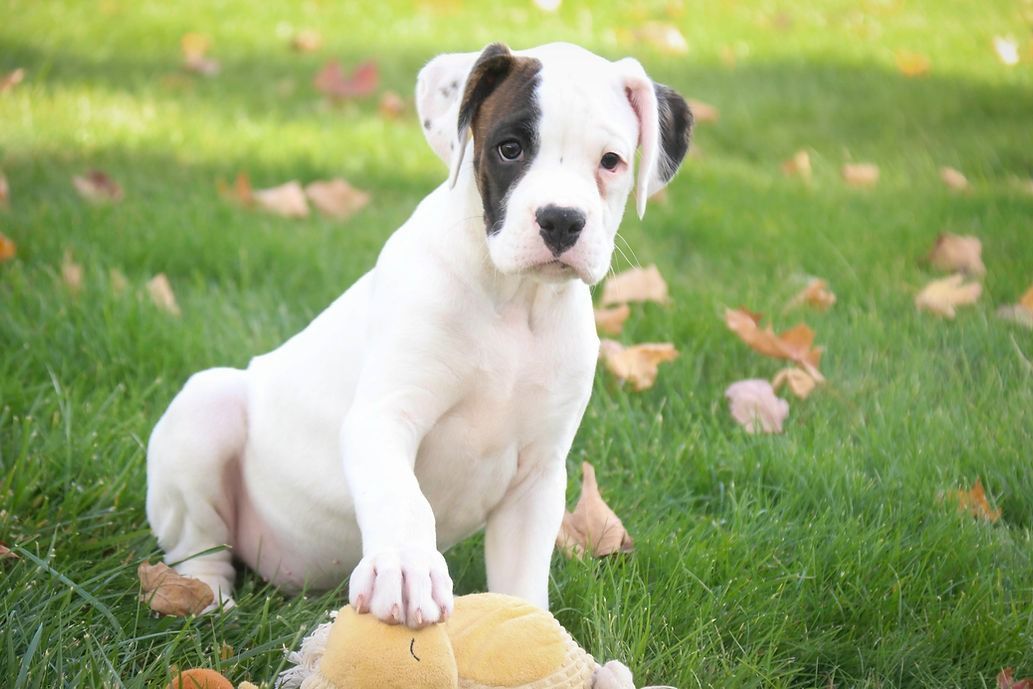 White and black puppy sits in grass, paw on a toy; leaves scattered.
