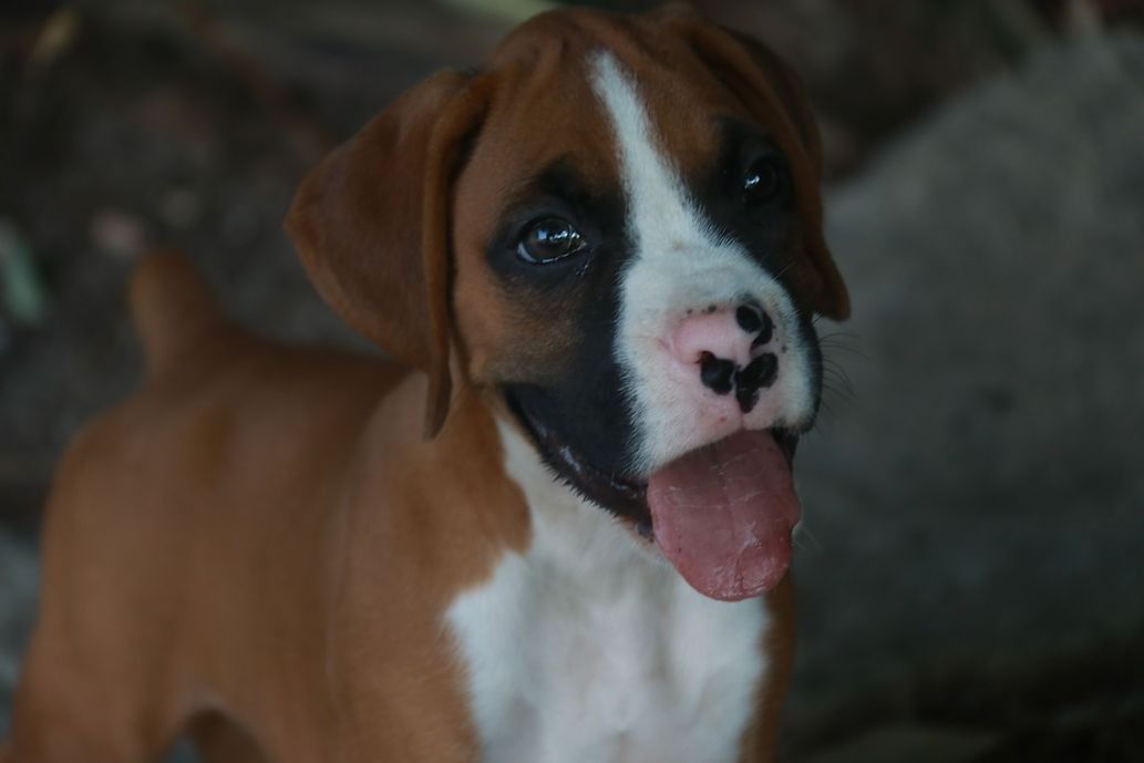Brown and white Boxer puppy panting, tongue out. Black face marking, pink nose, and brown ears.