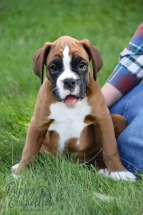 Brown and white Boxer puppy sitting in grass, looking forward with open mouth.