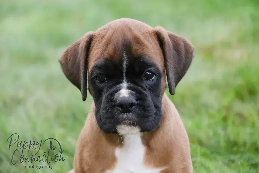 Boxer puppy wearing a blue polka-dot bandana sits on a porch, looking at the camera.