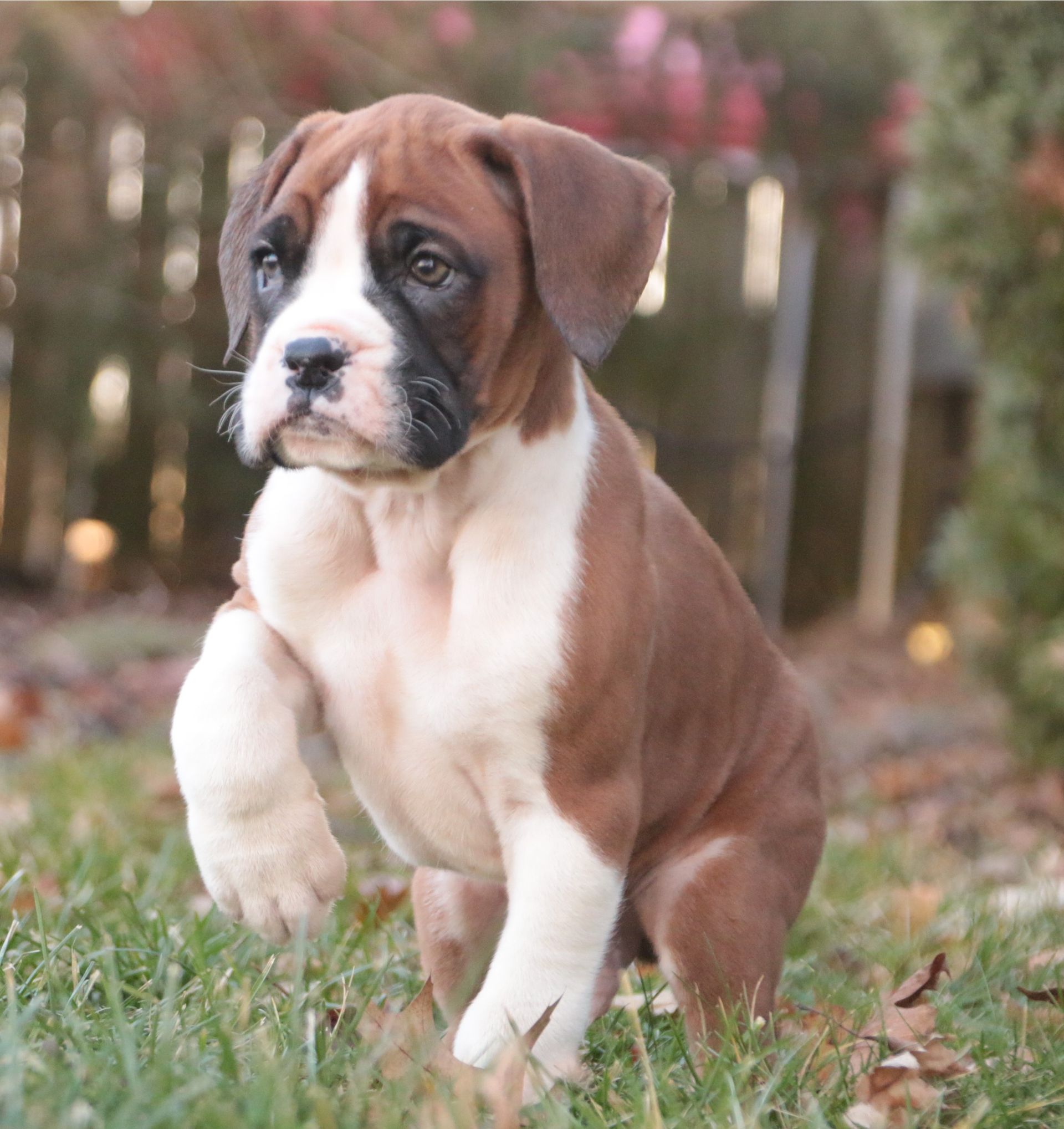 Brown and white Boxer puppy sitting in grass, holding up a paw.