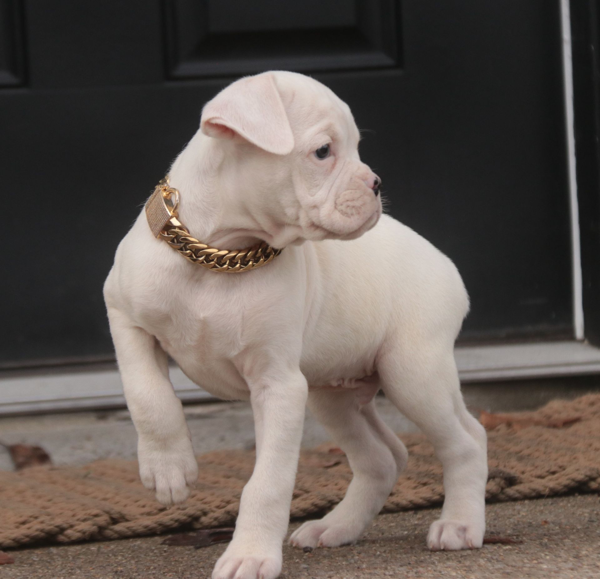 White Boxer puppy wearing a gold chain collar, standing in front of a dark door.
