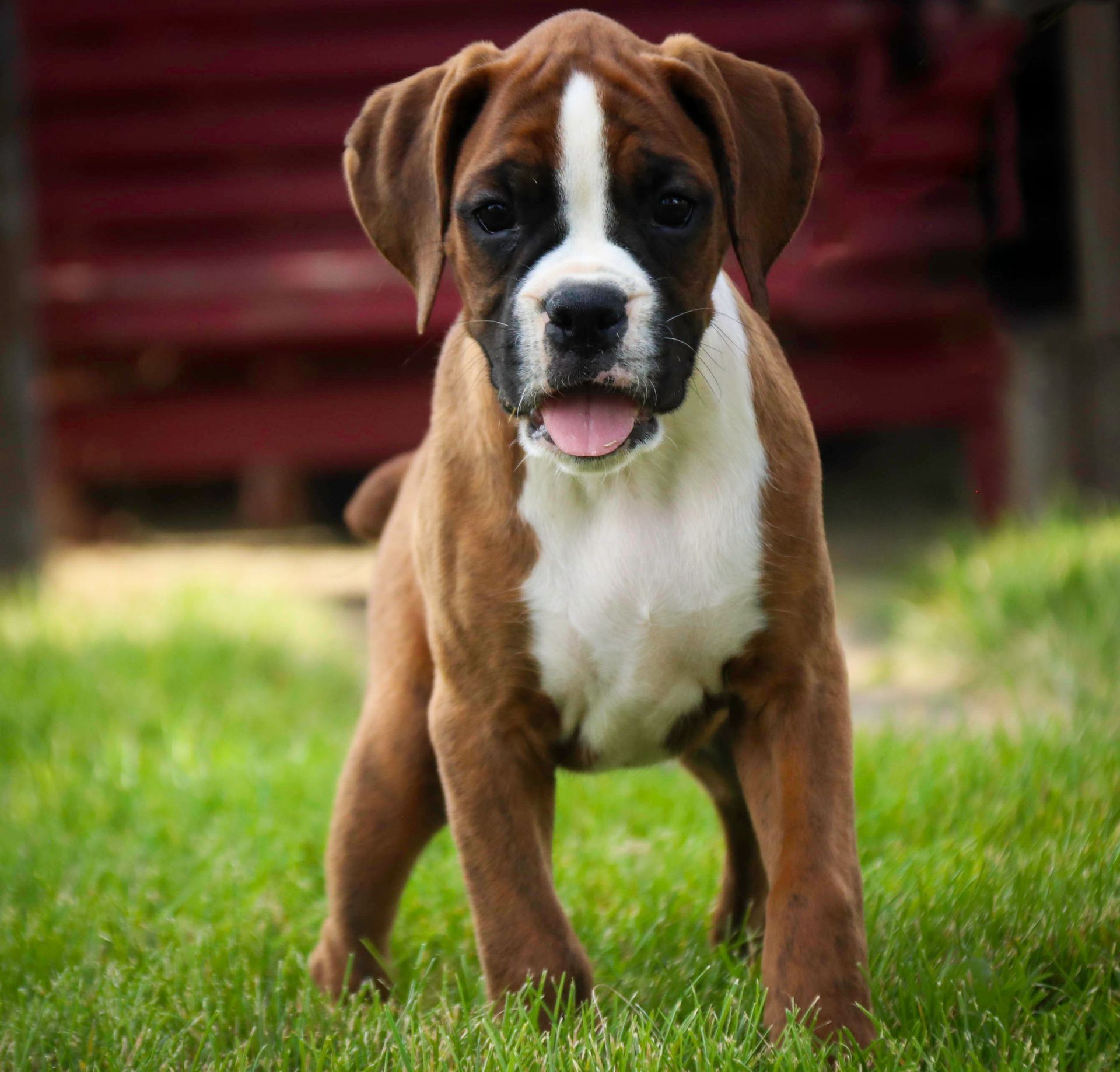 Brown and white Boxer puppy standing on green grass, panting with tongue out.