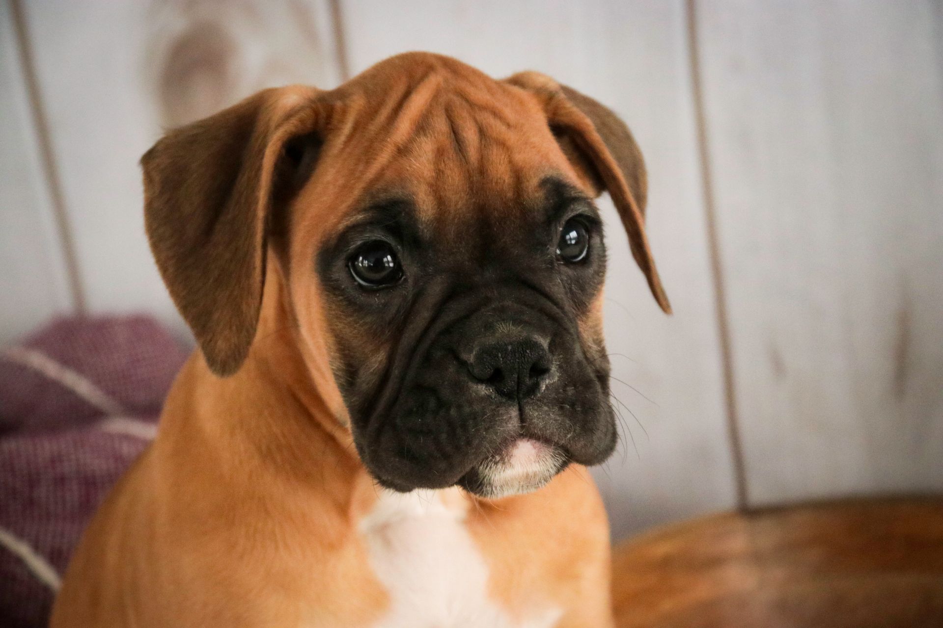 Brown boxer puppy with a black muzzle looking at the viewer.