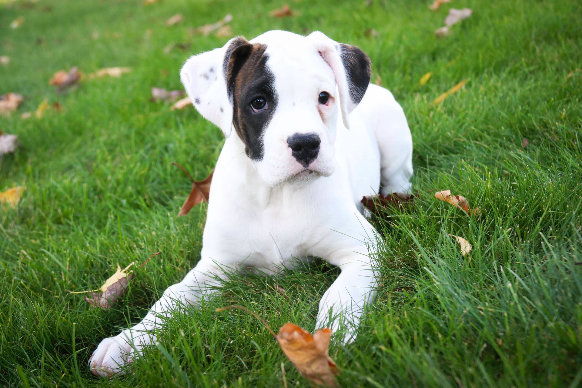 White dog with black markings on face, lying on green grass.