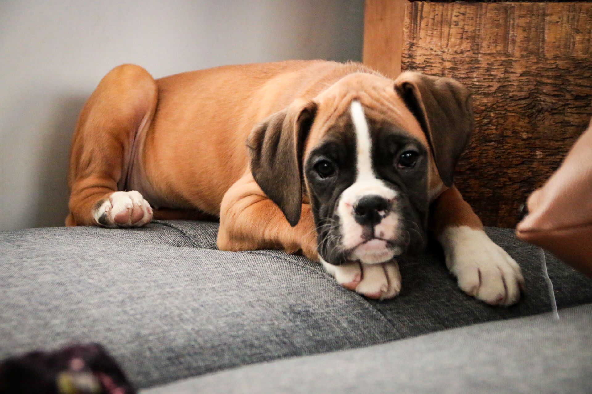 Boxer puppy lying on a gray sofa, looking directly at the camera with a white-marked face.