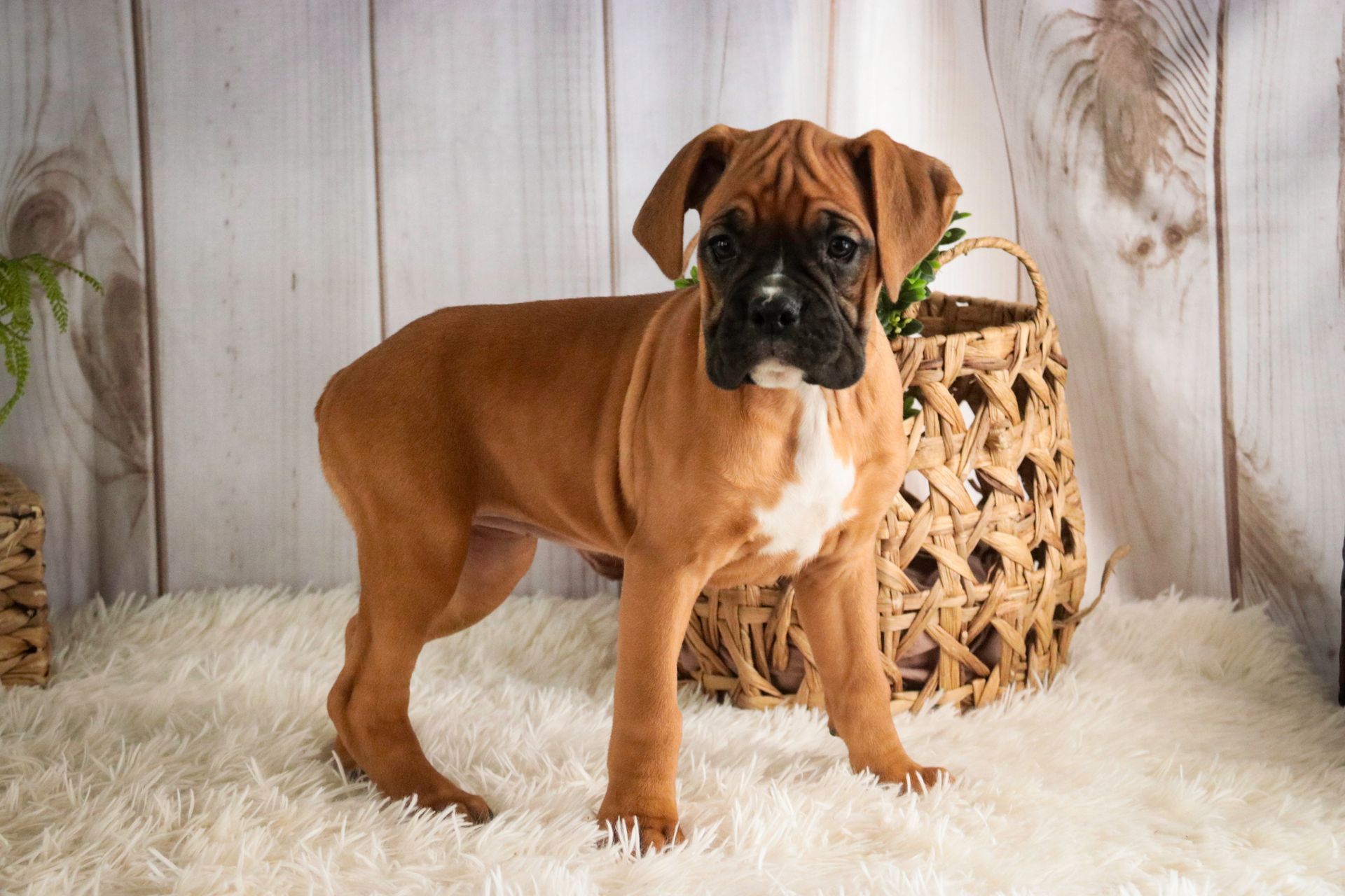 Brown Boxer puppy with white markings on chest and face, standing on a white rug near a wicker basket.