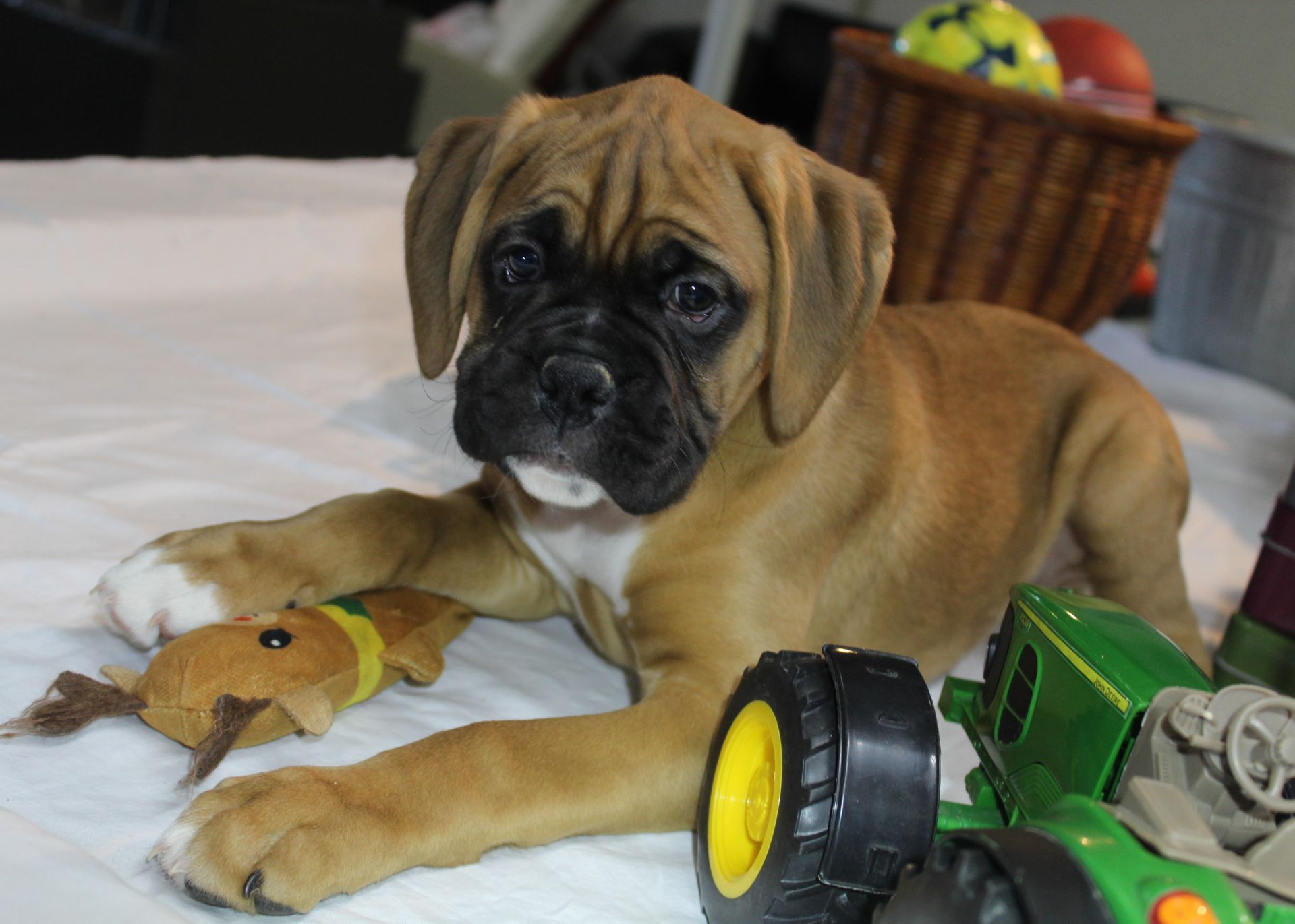 Tan boxer puppy with black mask, lying on white, plays with toy, tractor, and ball basket.