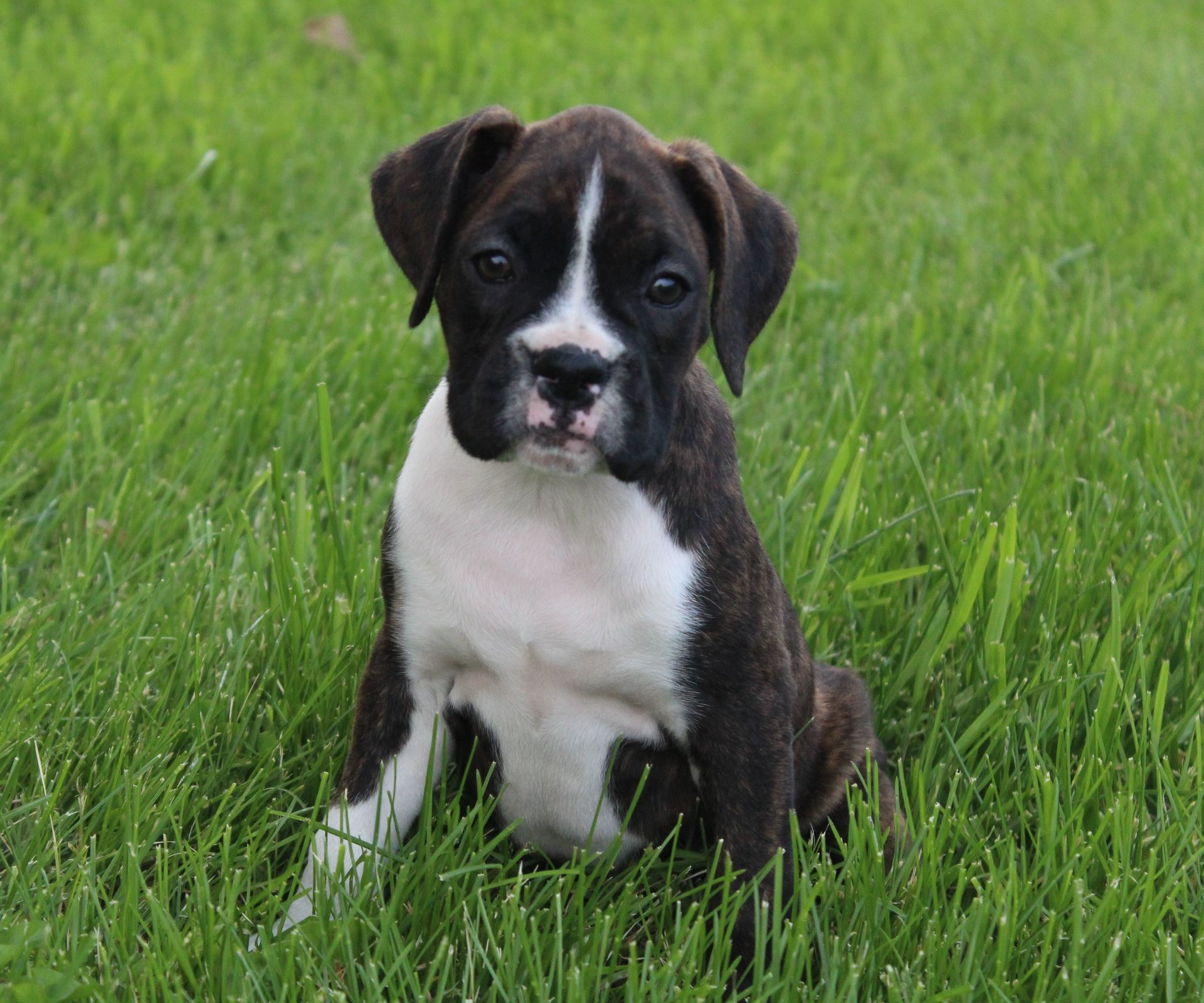 Boxer puppy with brown and white markings lying in green grass, tongue out.