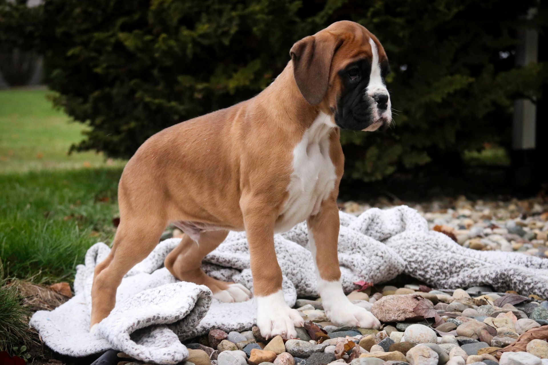 White and black puppy sits in grass, paw on a toy; leaves scattered.