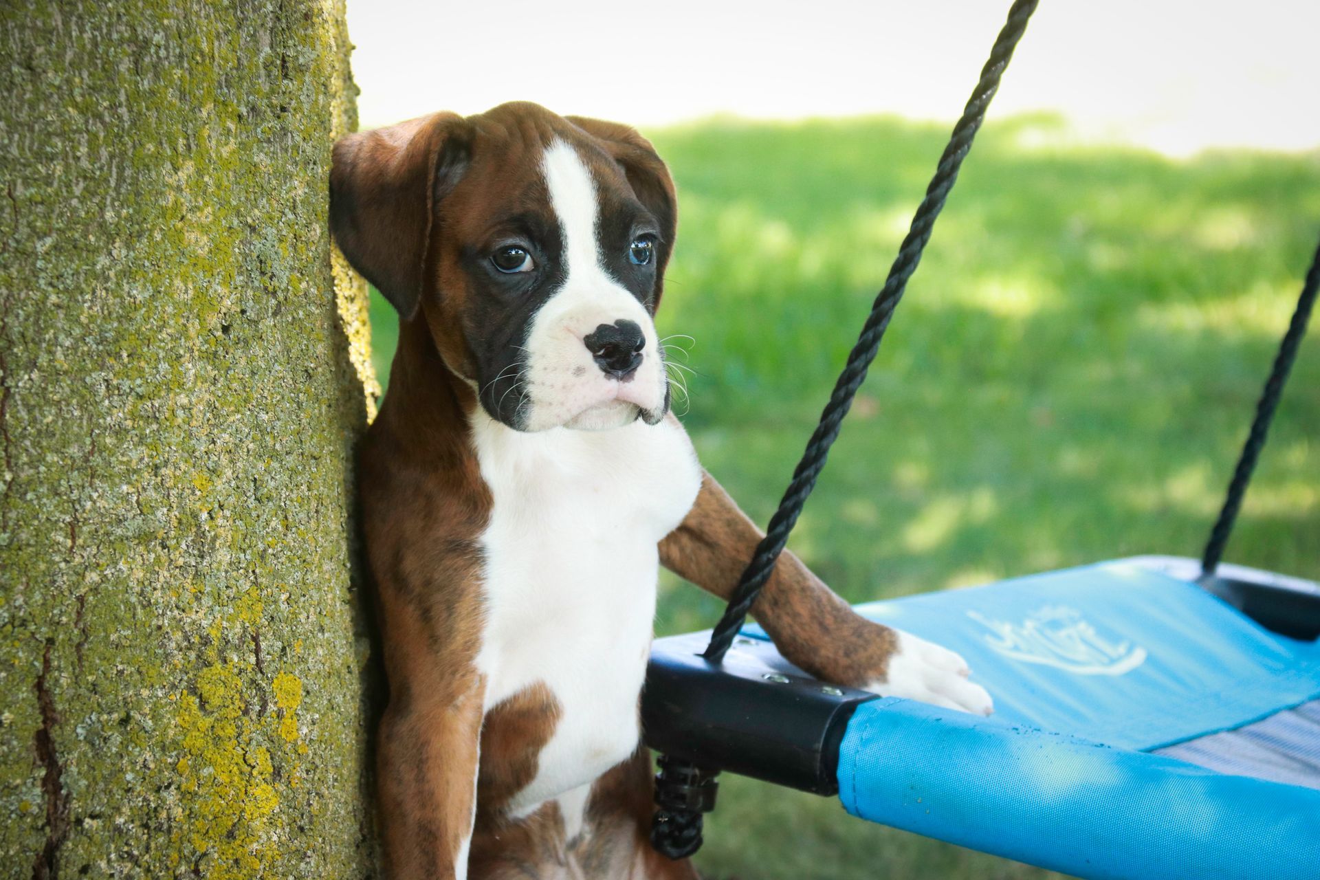 Boxer puppy leaning against a tree, arm resting on blue swing.