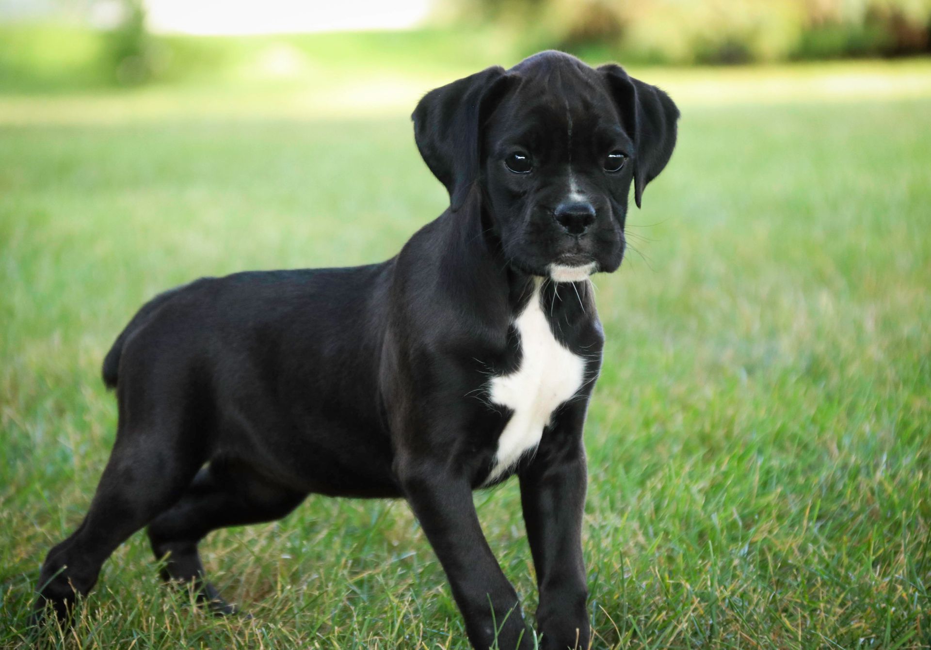 Black boxer puppy with white chest patch standing in green grass.