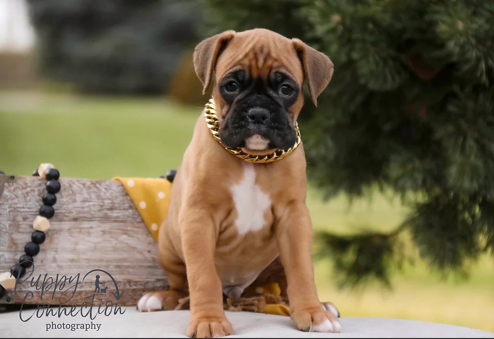 Boxer puppy wearing a gold chain, sitting in a rustic wooden box. Brown fur, black muzzle, white chest.