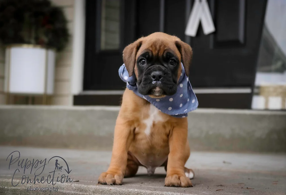 Boxer puppy wearing a blue polka-dot bandana sits on a porch, looking at the camera.