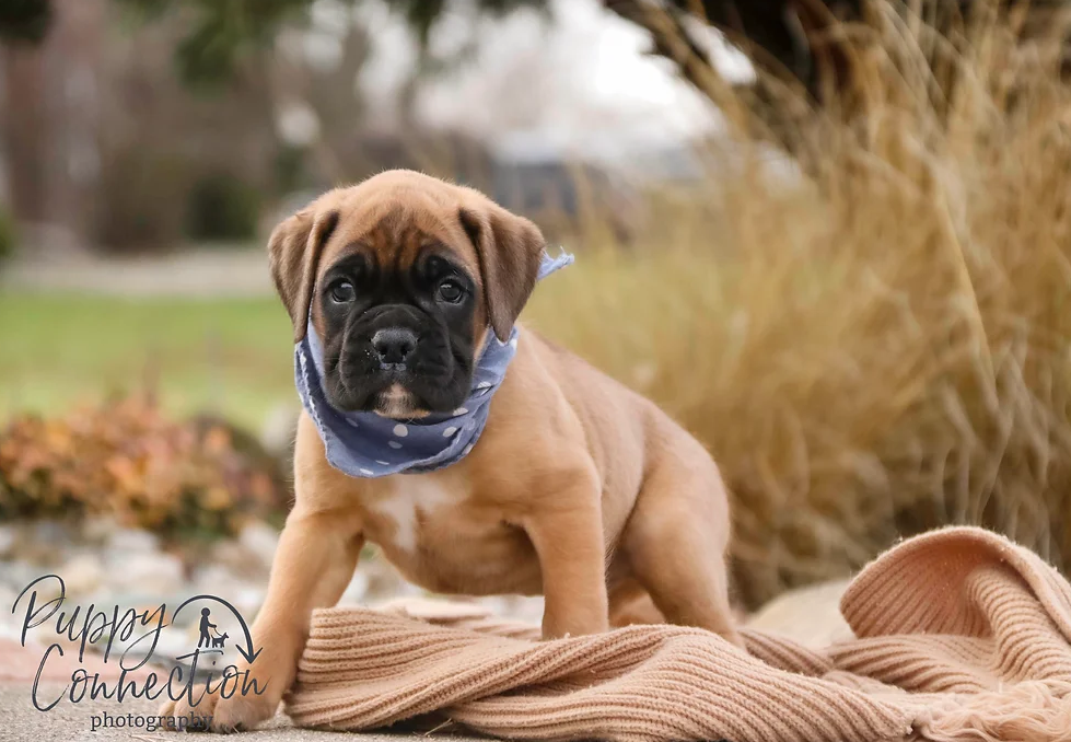 Brown boxer dog standing in a grassy yard with red and orange leaves.
