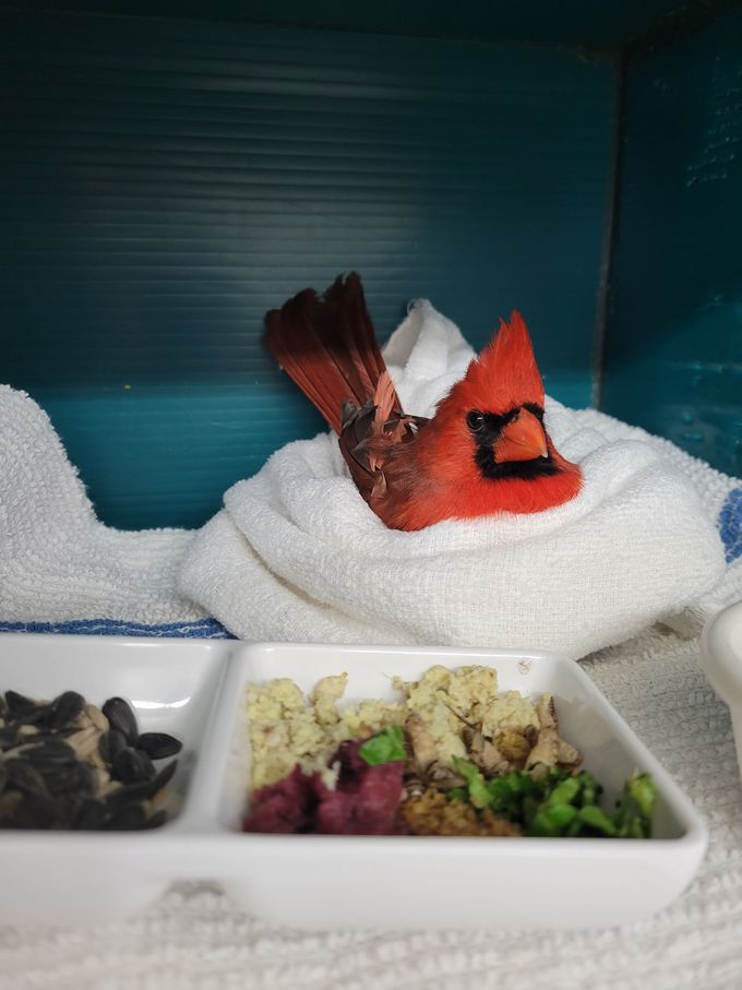 Cardinal in care