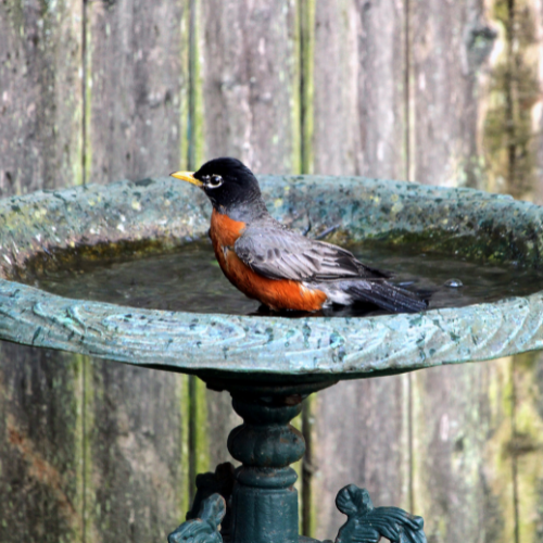 A bird is sitting on top of a bird bath