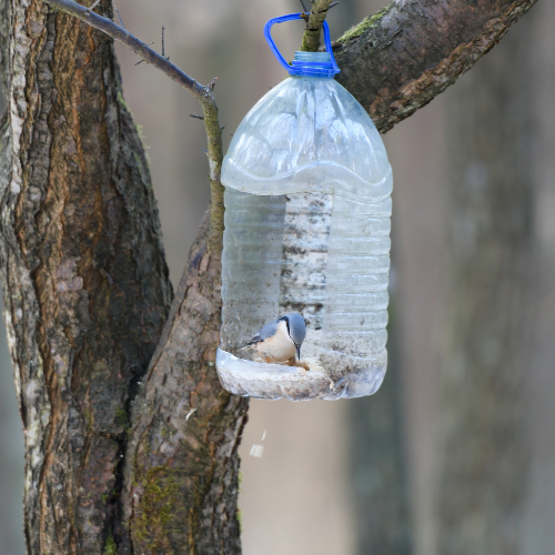 A bird feeder made out of a plastic bottle is hanging from a tree branch.