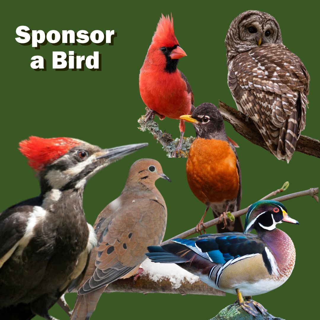 Sponsor a bird