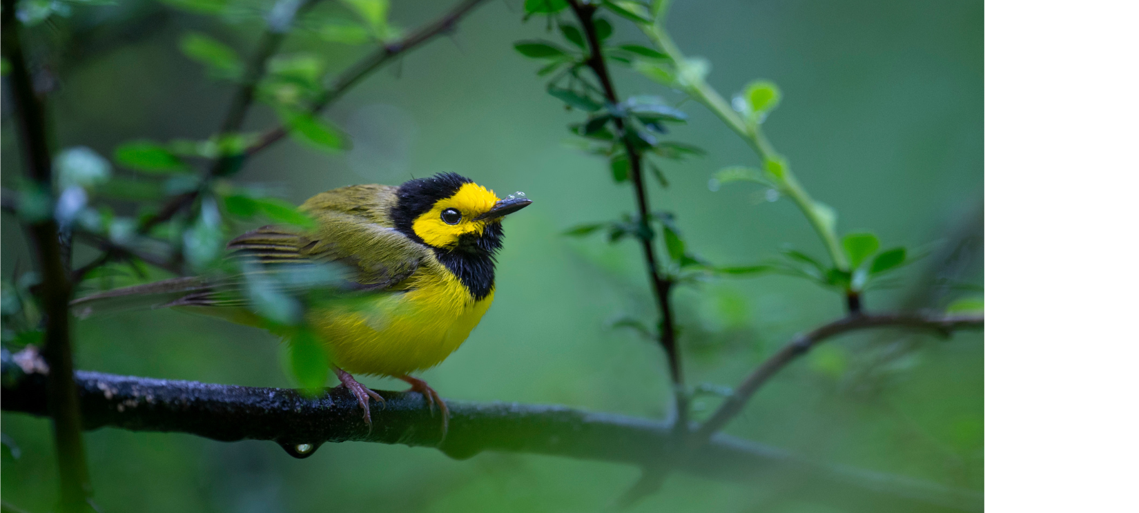 Hooded Warbler