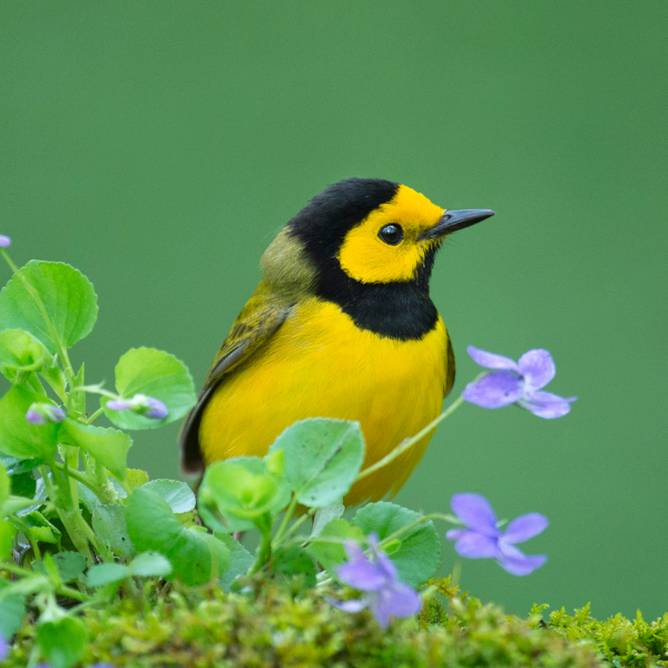 Hooded Warbler