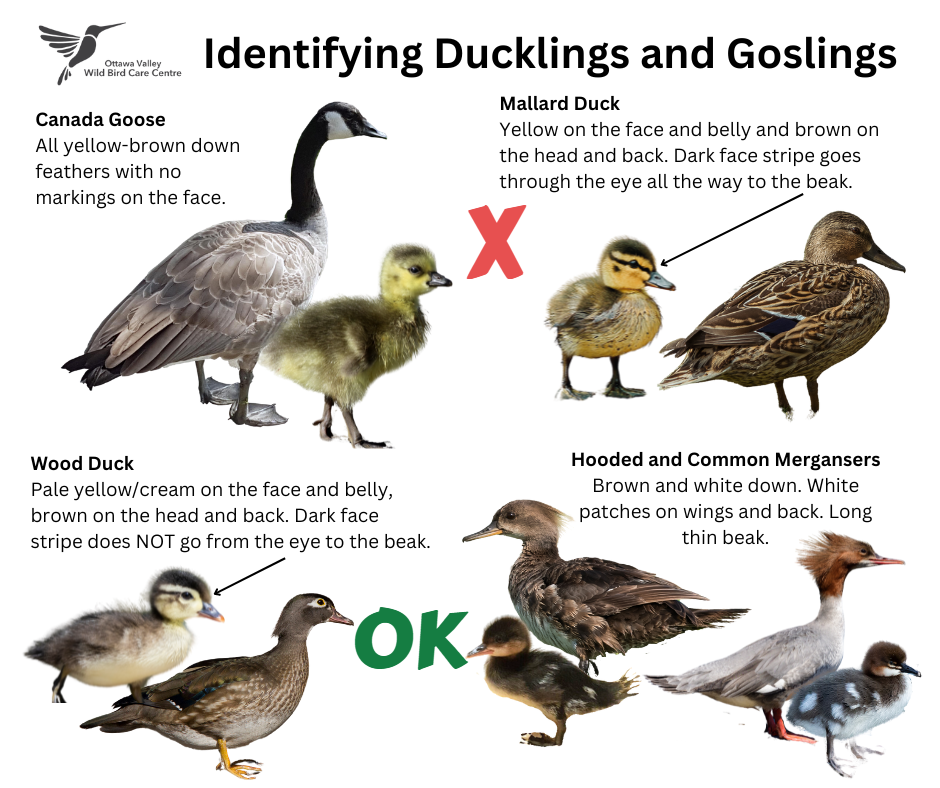 A poster showing different types of ducklings and goslings