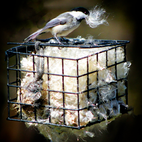 A small bird sitting on top of nesting material