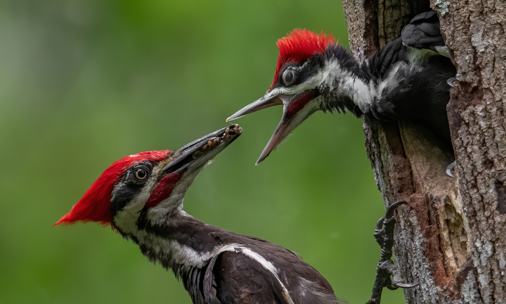 Woodpeckers