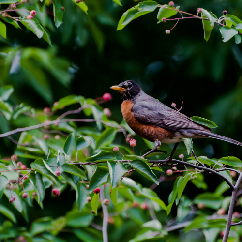American Robin perched on a tree branch