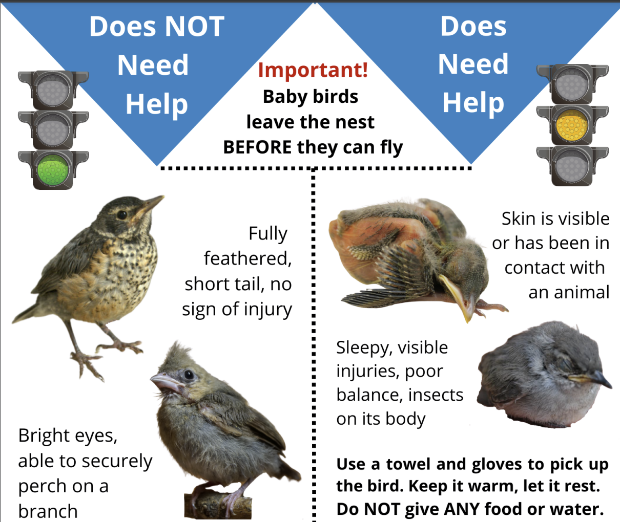 Poster of when a baby bird needs help