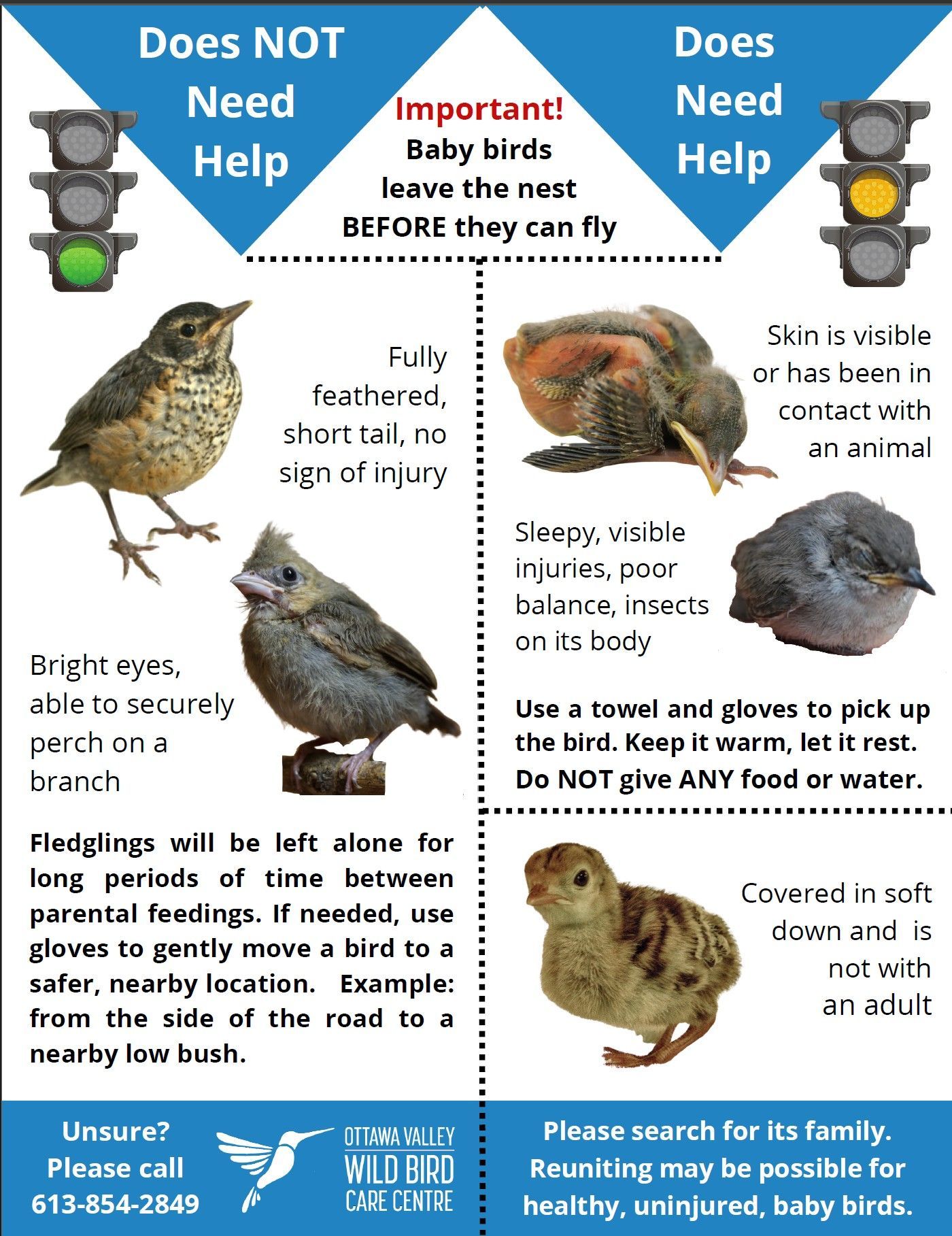 Baby Bird Poster