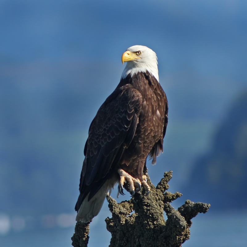 A bald eagle perched on a tree branch with mountains in the background