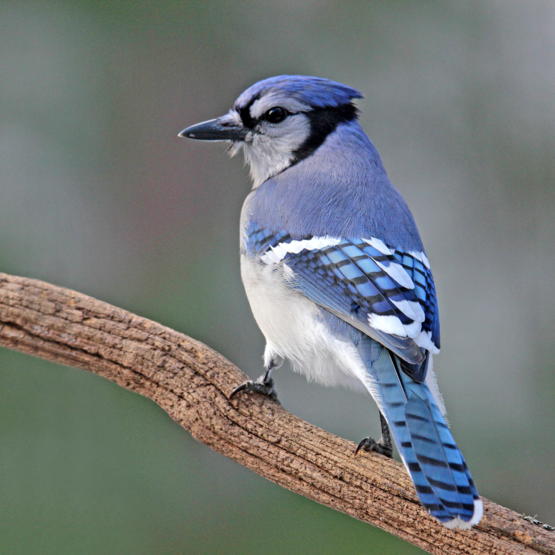 Blue Jay perched on a branch