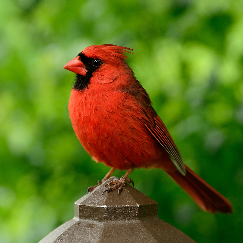 Cardinal