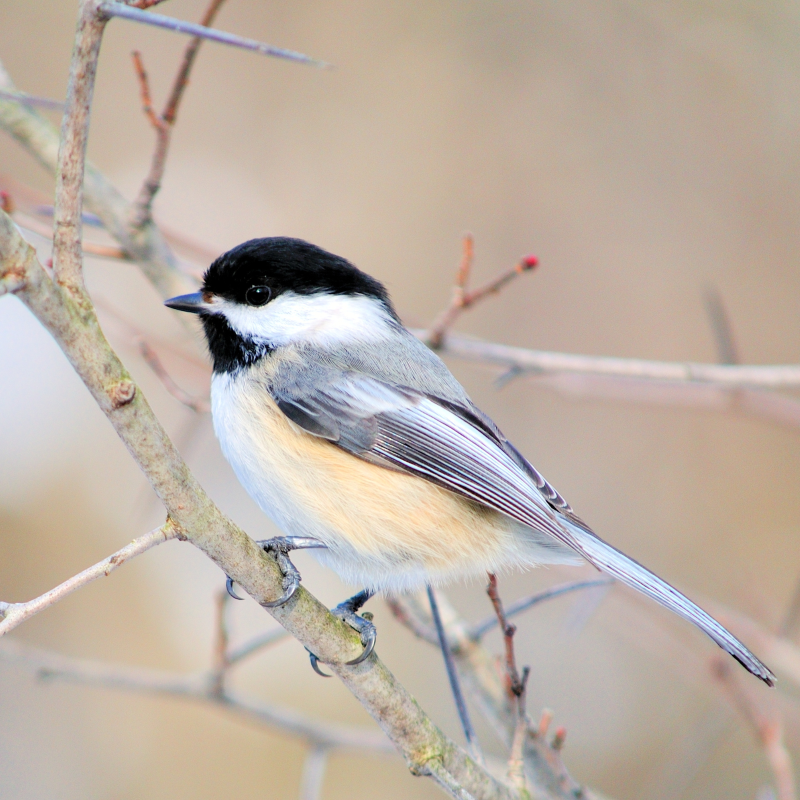 Chickadee perched on a tree branch