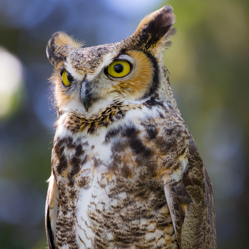 A close up of a Great-horned Owl