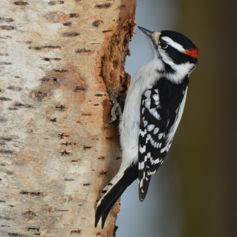 Hairy Woodpecker perched on a tree trunk
