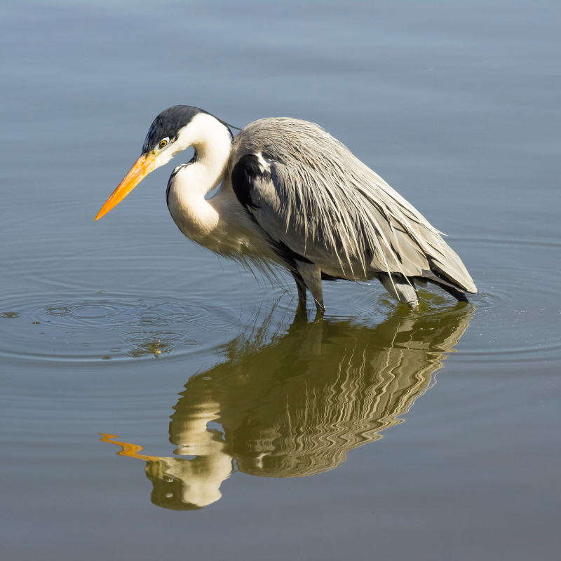 Heron standing in pond
