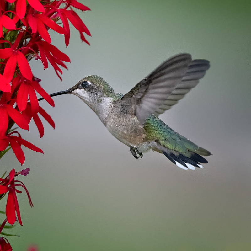 A hummingbird is flying near some red flowers