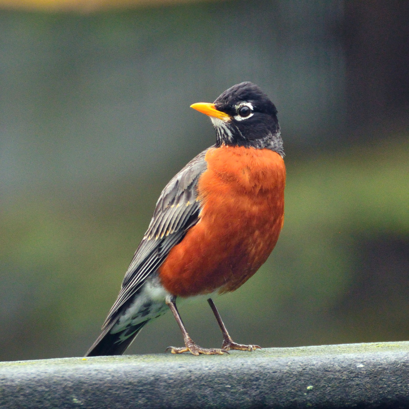 American Robin perched on a railing