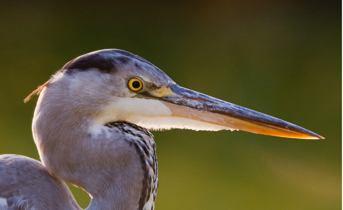 Heron
