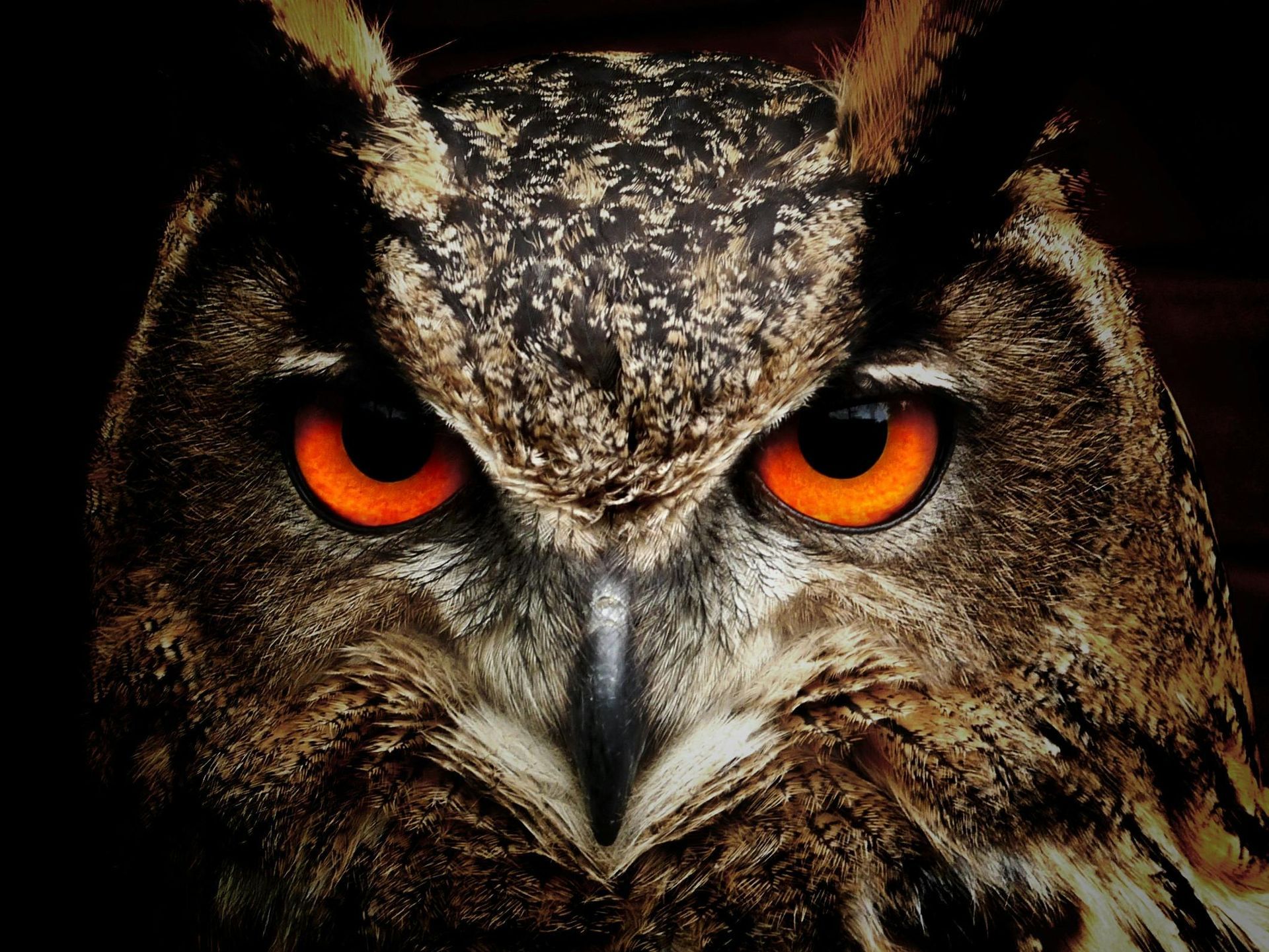 A close up of an owl 's face with orange eyes