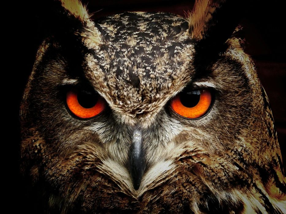 A close up of an owl 's face with orange eyes